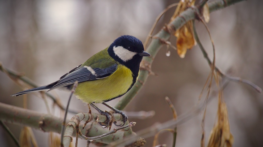 Prognoza meteo 8 octombrie 2019: meteorologii au vești neplăcute! Unde va ploua și în ce zone vor fi temperaturi foarte mici © pixabay.com