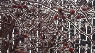 Freezing rain sau ploaia inghetata, fenomenul intre dezastru si opere de arta! Daca ati surprins imagini spectaculoase, trimiteti-le pe adresa redactiei noastre!