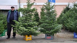 Au apărut deja primele oferte! Câți lei costă un brad natural de Crăciun acum, în 2021