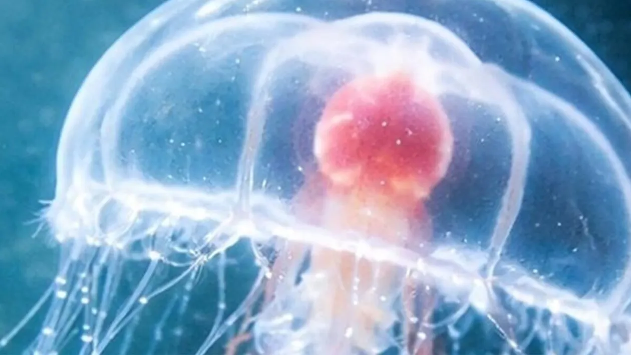 Singurul animal nemuritor din lume. Creatura care refuză moartea și poate trăi veșnic