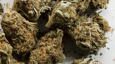 VIDEO Ultima metoda de a face trafic de droguri! Le catapulteaza!