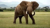 O turistă din Germania a murit într-un safari. Femeia a fost călcată în picioare de un elefant