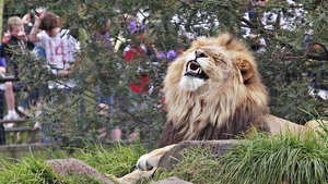 Vizitatorii, negri de furie! Ce au descoperit in cusca unui leu de la gradina zoologica