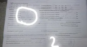 Galerie foto - poza 2