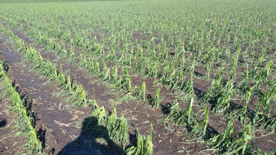 Culturile din 20 de localități doljene au fost distruse