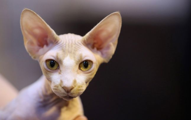Sphynx, pisica fără blană, dar extrem de blândă şi afectuoasă
