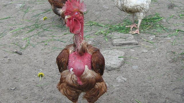 BANCUL ZILEI: O gaina produce un ou de juma' de kg