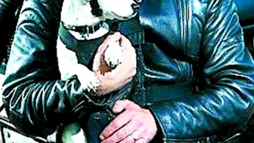 Un catel a parcurs 17.702 kilometri pe motor