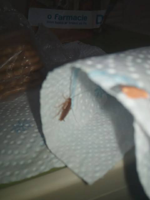 Gândacii sunt ca la ei acasă în secţia de Pediatrie