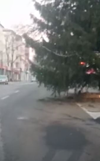 Imaginile zilei | Un brad de Crăciun, înalt de câțiva metri, blochează trecerea pe două benzi
