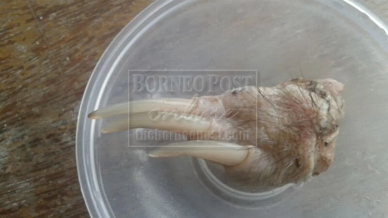 Creatura care i-a lăsat muţi pe oamenii de ştiinţă! Nimeni nu ştie ce animal e ăsta şi cum a ajuns pe Pământ!