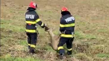 Operațiune de salvare emoționantă! Pompierii din Arad au scos o căprioară care era captivă într-un canal