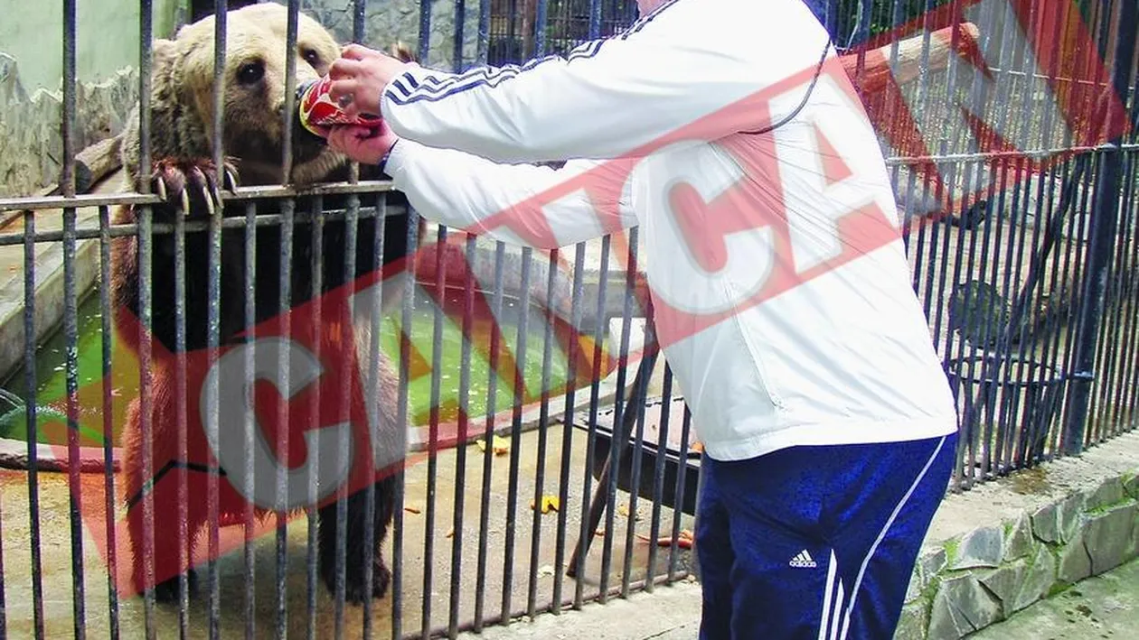 Cel mai batran urs de la Zoo Baneasa a lasat mierea pentru suc