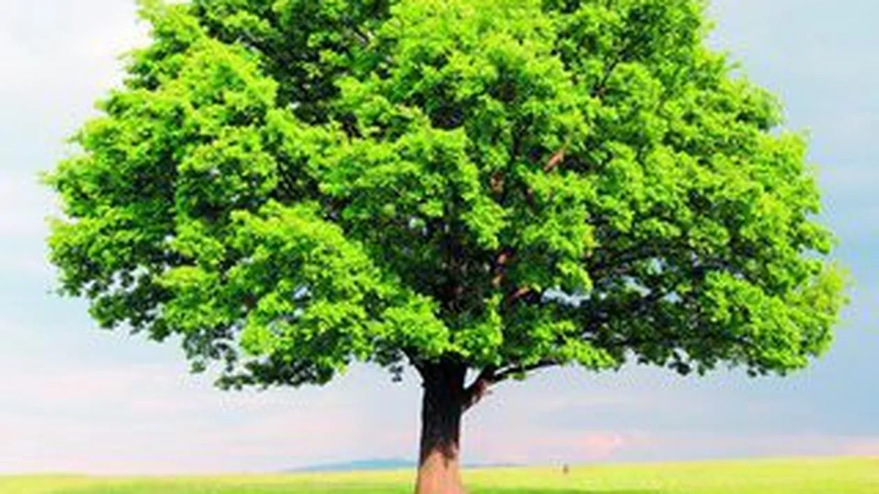 Copacii au suflet!