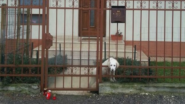 Drama nestiuta a lui Adrian Iovan! Ce s-a intamplat cu cainii lui toamna trecuta iti va rupe inima de tristete