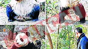 DVD-uri cu lectii de sex pentru panda