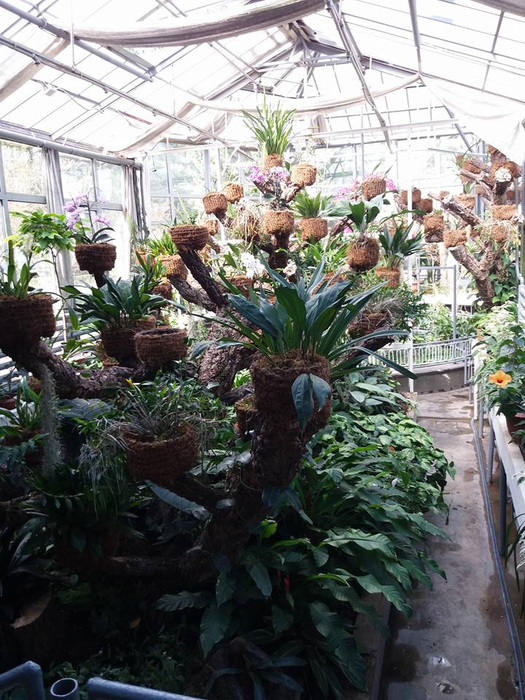 Adrian a construit o seră pentru plantele lui carnivore