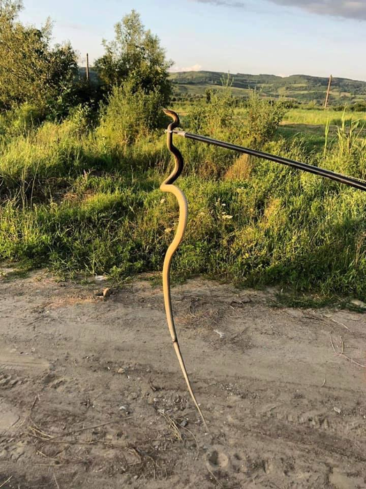 Șarpele a fost eliberat în natură de jandarmi