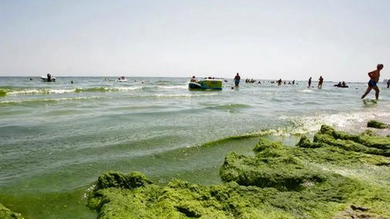 ATENŢIE la algele din apa mării! Infecţiile provocate de acestea vă pot duce direct pe patul de spital