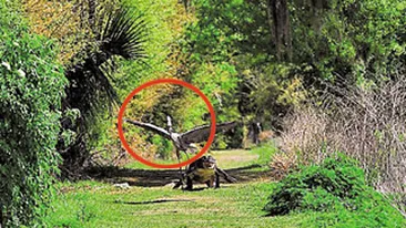 L-a haituit ca sa-i dea puiul inapoi