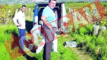 Ultimele hectare cu Galbena de Odobesti, arendate