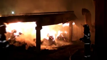 Incendiul de la o fermă din Buzău era nelichidat după 12 ore! Au ars zeci de animale şi sute de tone de furaje