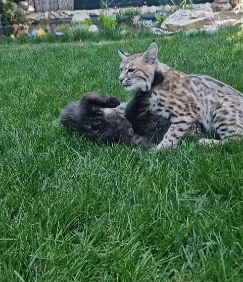 Râsul roșu, numit și bobcat, este foarte scump datorită rarității sale foto: arhivă personală