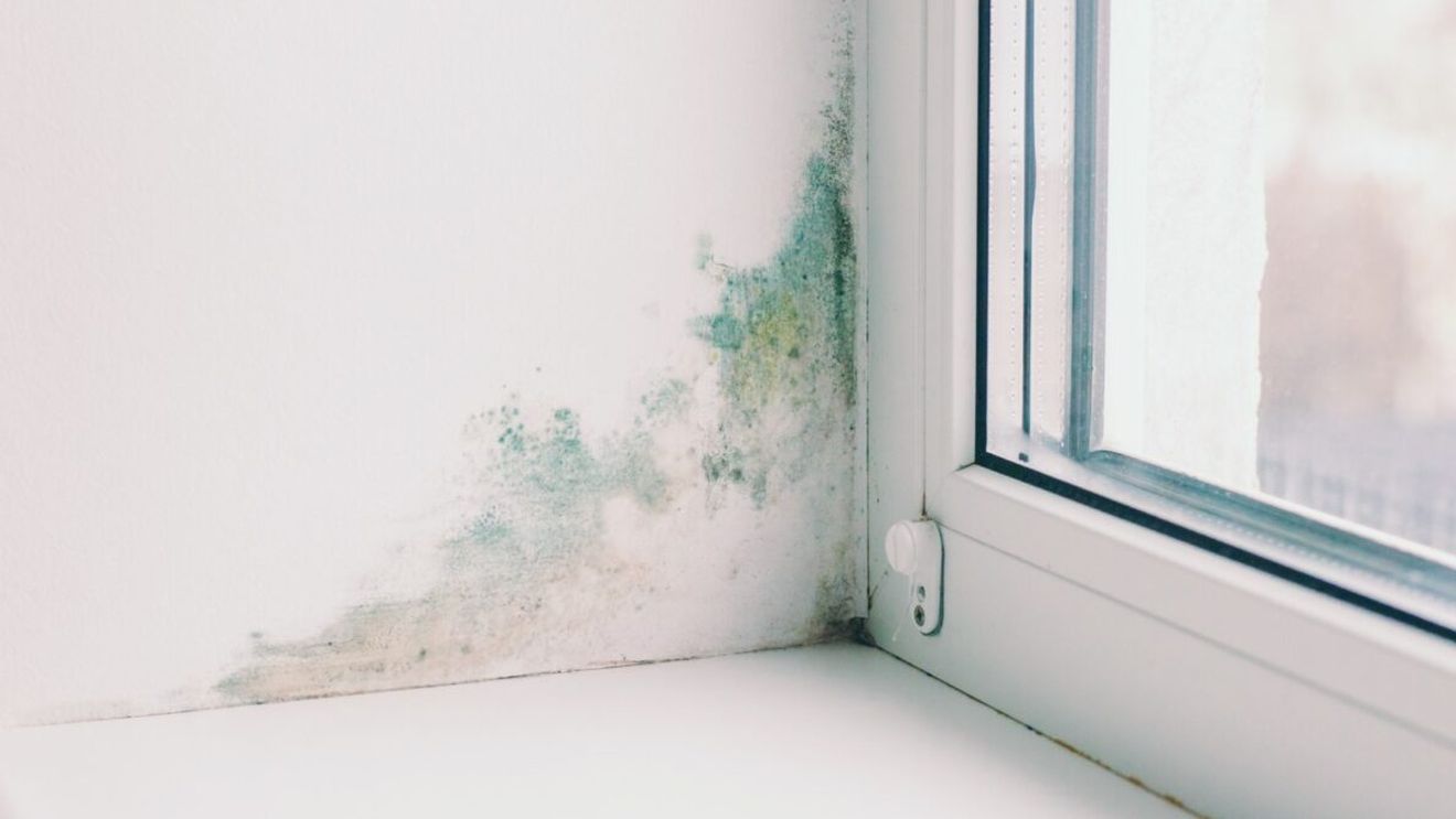 Cum elimini igrasia din pereții locuinței.  Cei 3 pași care funcționează tot timpul