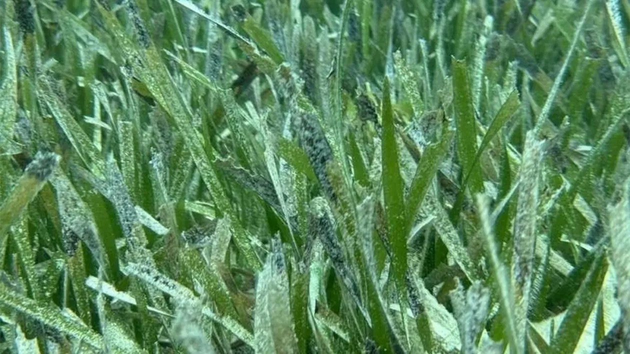 Iluzie optică | Găsiți peștele ascuns în această poză! Geniile reușesc în maximum 17 secunde