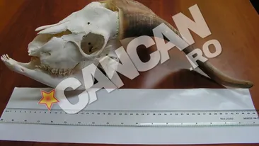 El este omul care face schelete din oase naturale