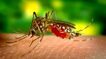 Specialiștii au descoperit că febra Dengue oferă imunitate împotriva Covid-19