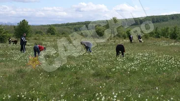 Au jumulit narcisele din aria protejata