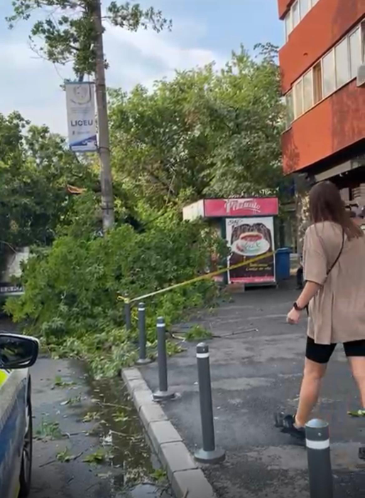 Furtuna a făcut prăpăd în București! Un copac a fost doborât în Sectorul 1 al Capitalei