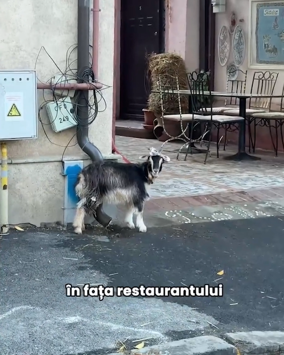 Amalia Bellantoni, pusă la zid de influencerița Hype Fox. De necrezut ce a putut să apară în fața restaurantului fostei concurente de la Chefi la cuțite: ”Sunt dezgustată! Poate se sesisează cineva”