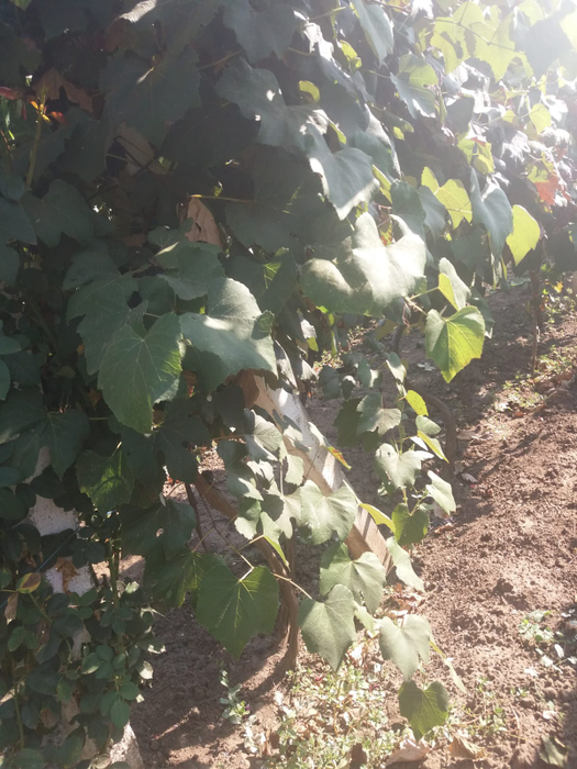 Viticultorii din zona Băileștiului sunt mulțumiți de recoltă