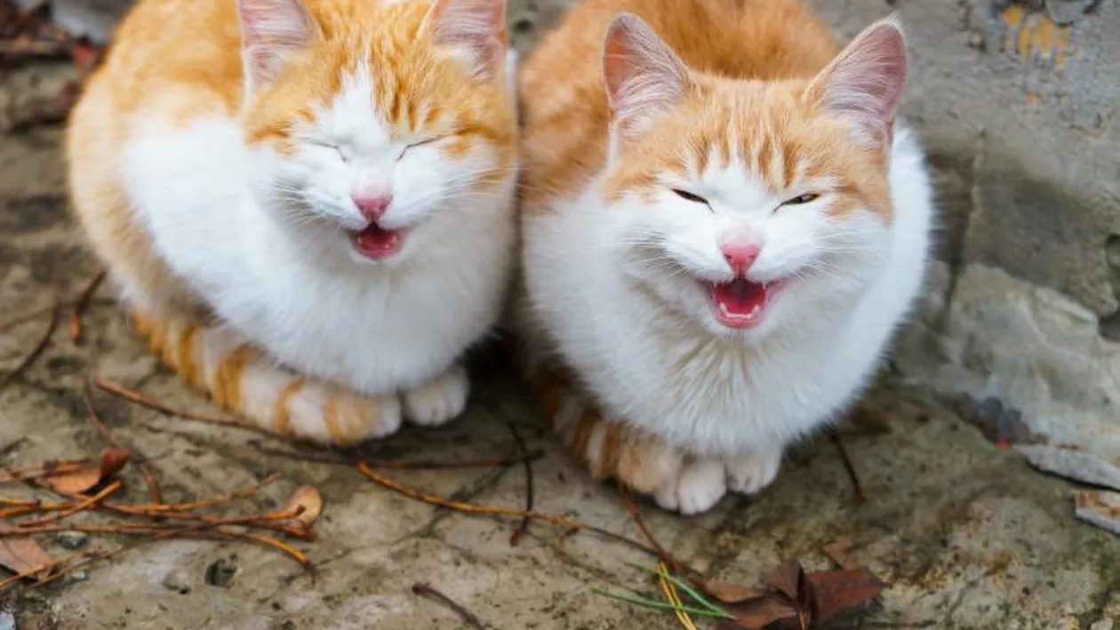 Două pisici, infectate cu virusul COVID-19! Ce sfaturi le-a dat medicul străpânilor animalelor