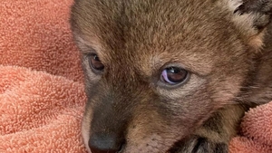 Au găsit un cățeluș abandonat pe șosea și l-au luat acasă. După ceva timp și-au dat seama că au adus un animal periculos