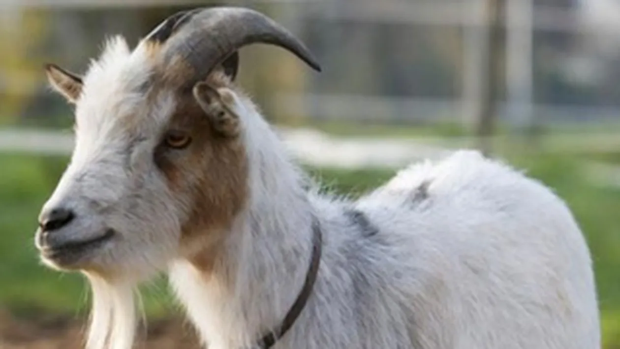 Lupta electorala in varianta elvetiana! Extrema stanga a furat tapul dreptei populiste