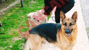 Vinul Dobrin a picat testul dopului!