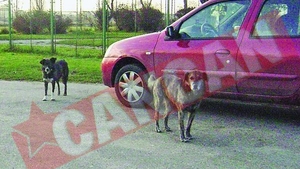 Pitestenii iubesc "cainii" vagabonzi