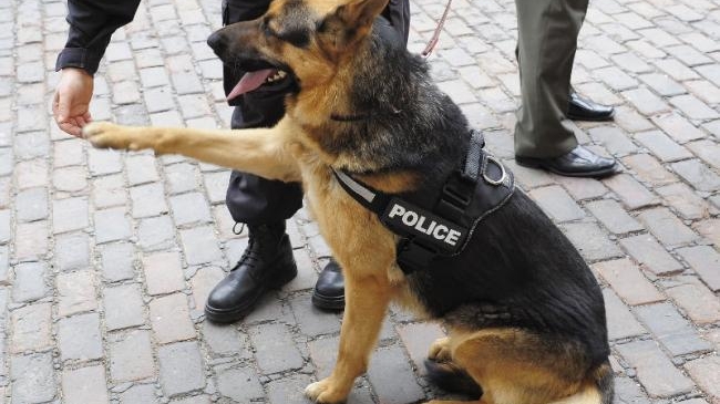 Incredibil! Suspectul a muşcat...câinele poliţist! Cum s-a petrecut grozăvia!