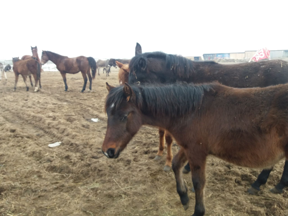 Caii maltratați de stăpâni au parte de dragoste la adăpostul din Dolj