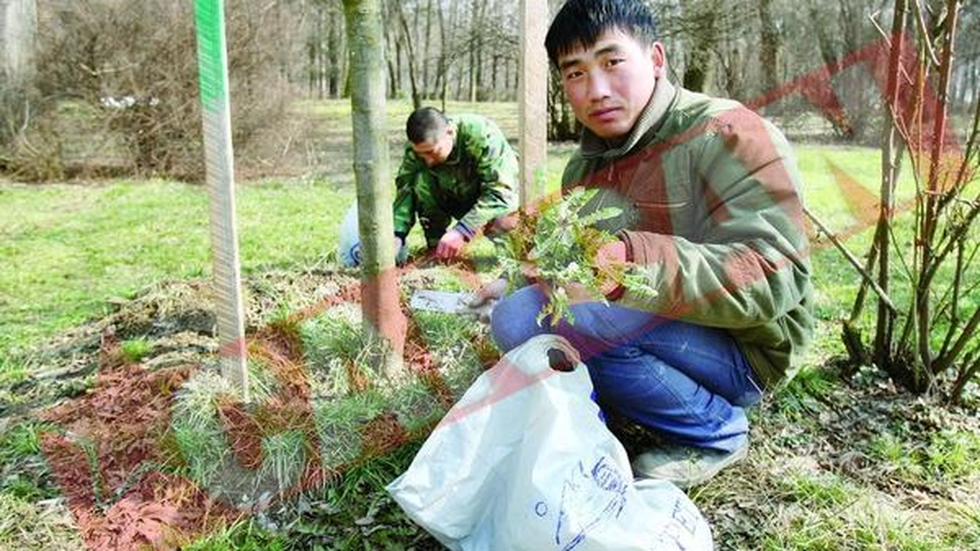 Lihniti, chinezii mananca buruieni din parc