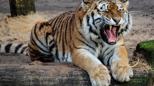 Tragedie la Grădina Zoologică Pitești! Un angajat a fost ucis de tigru
