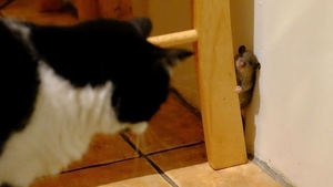Tom şi Jerry în viaţa reală: vezi cum se tachinează un şoarece şi o pisică! 