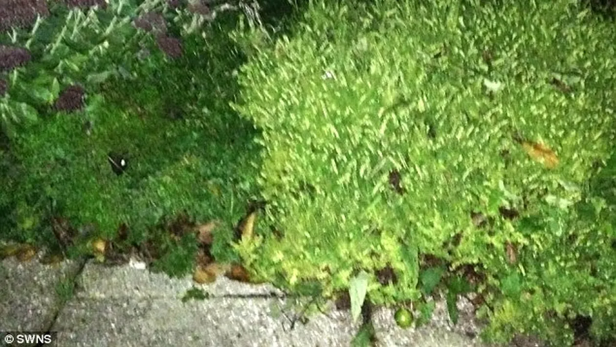 FANTOMA din gradina! O femeie a INLEMNIT cand s-a uitat pe geam si a vazut ASTA! Cand m-am dus sa vad ce era ACOLO...