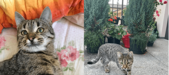 Se caută motanul Simba! A supraviețuit accidentului tragic din Vâlcea, dar a dispărut fără urmă. Are probleme grave de sănătate