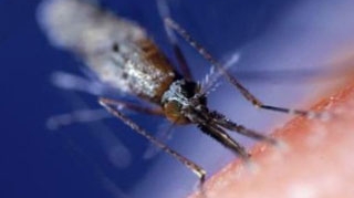 Atentie la tantari! Primul caz de infectare cu virusul West Nile a fost confirmat in Galati