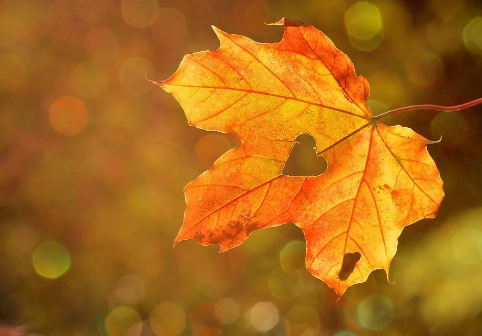 Cum va fi vremea în luna noiembrie în România. Unde va ninge înainte să vină iarna, din punct de vedere calendaristic