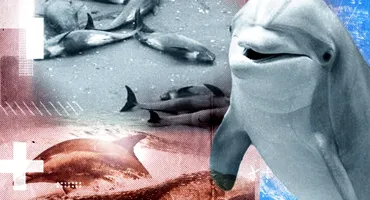 Zeci de delfini din Marea Neagră au murit! Care este, de fapt, adevăratul motiv!